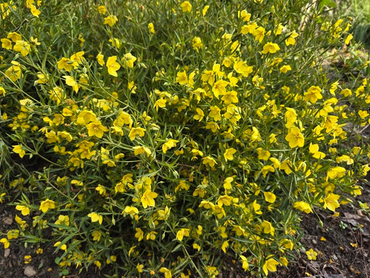 Image of Steironema hybridum 'Berkeley Belle' taken at Juniper Level Botanic Gdn, NC by JLBG