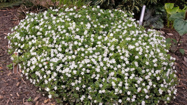 Image of Stellaria pubera 'Chick-a-boom' taken at Juniper Level Botanic Gdn, NC by JLBG