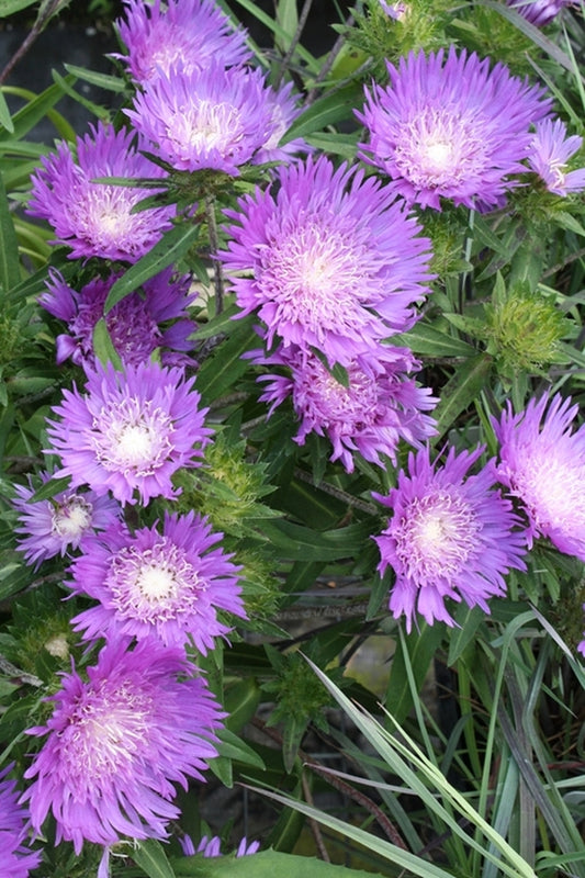 Image of Stokesia laevis 'Honeysong Purple' taken at Juniper Level Botanic Gdn, NC by JLBG