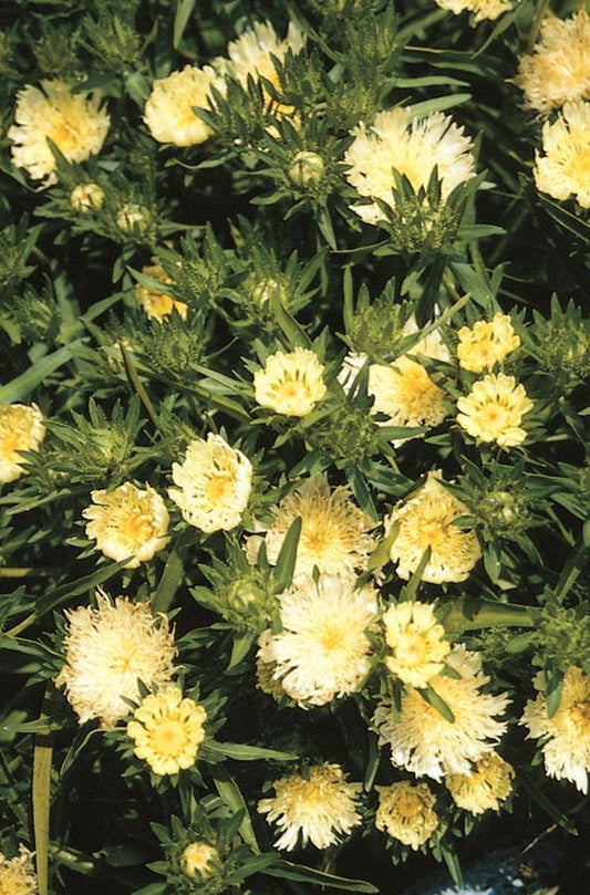 Image of Stokesia laevis 'Mary Gregory' taken at Juniper Level Botanic Gdn, NC by JLBG