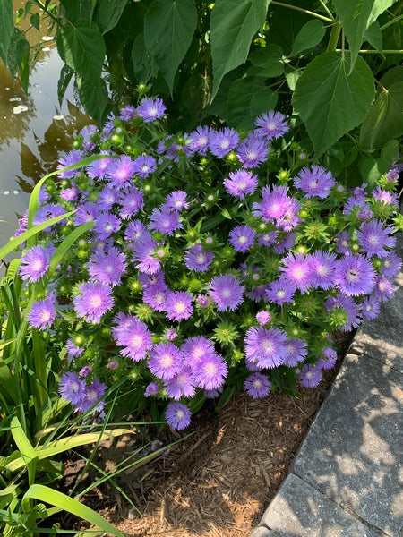 Image of Stokesia laevis 'Peachie's Pick' taken at Juniper Level Botanic Garden, Raleigh NC by Lidia Churakova