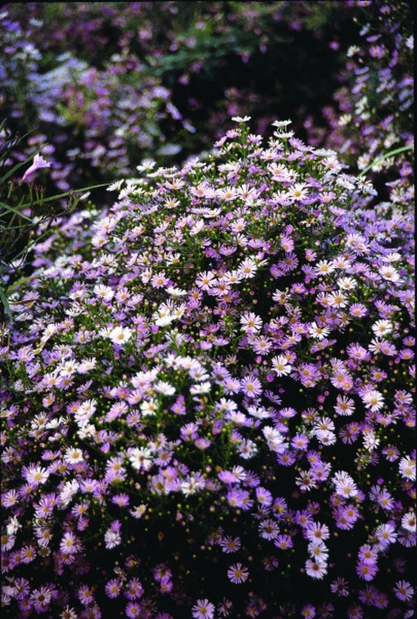 Image of Symphyotrichum ericoides 'Pink Star' taken at Juniper Level Botanic Gdn, NC by JLBG