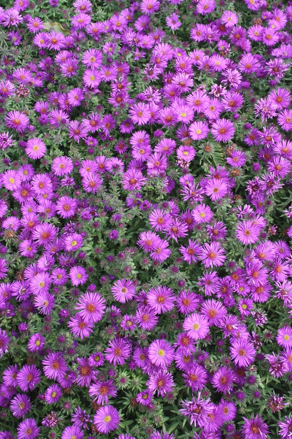 Image of Symphyotrichum novae-angliae 'Purple Dome' taken at Missouri Botanic Gdn, MO