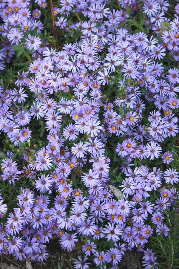 Image of Symphyotrichum oblongifolium 'Fanny' taken at Juniper Level Botanic Gdn, NC by JLBG