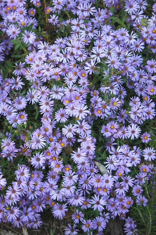 Image of Symphyotrichum oblongifolium 'Fanny' taken at Juniper Level Botanic Gdn, NC by JLBG