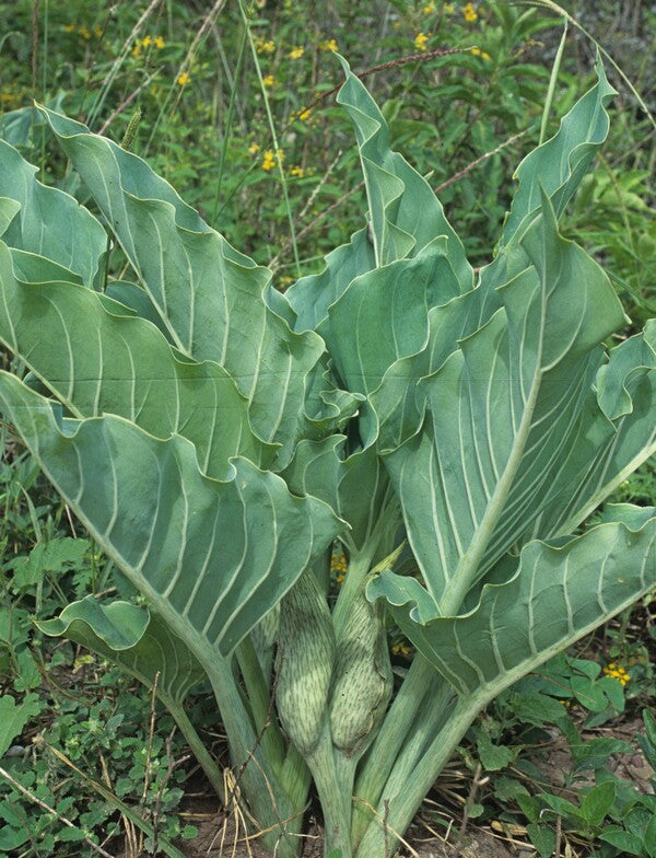 Image of Synandrospadix vermitoxicus 'Salta and Peppa' taken at Salta, Argentina by T. Avent