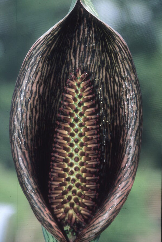 Image of Synandrospadix vermitoxicus 'Salta and Peppa' taken at Juniper Level Botanic Gdn, NC by JLBG