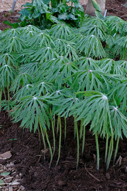 Image of Syneilesis aconitifolia taken at Juniper Level Botanic Gdn, NC by JLBG