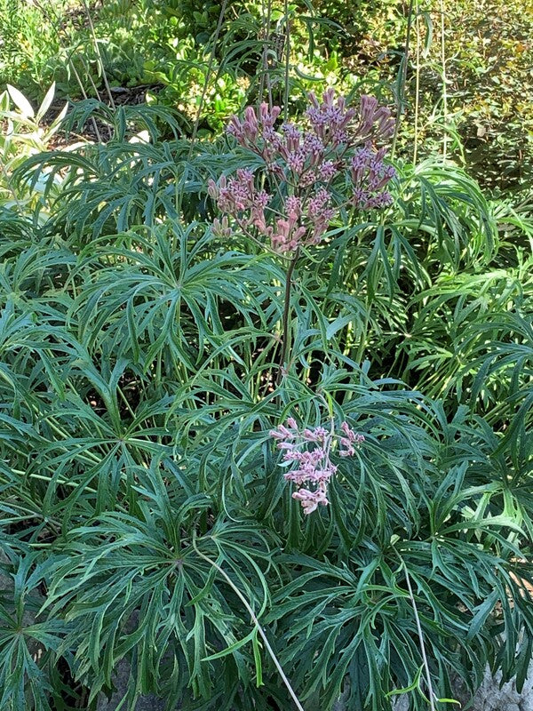 Image of Syneilesis aconitifolia taken at Juniper Level Botanic Gdn, NC by C. Hardison