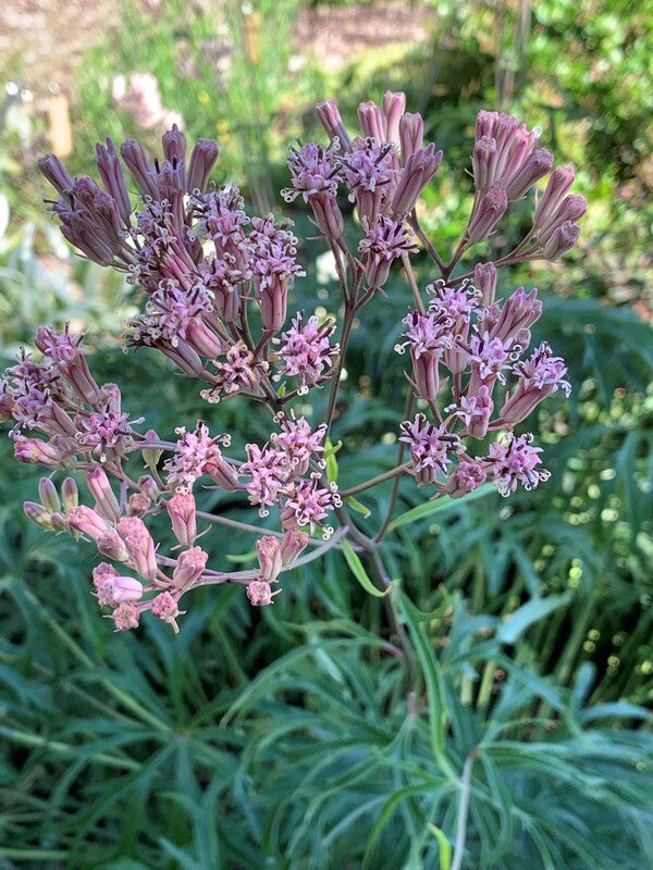 woolly umbrella plant seeds Syneilesis aconitifolia