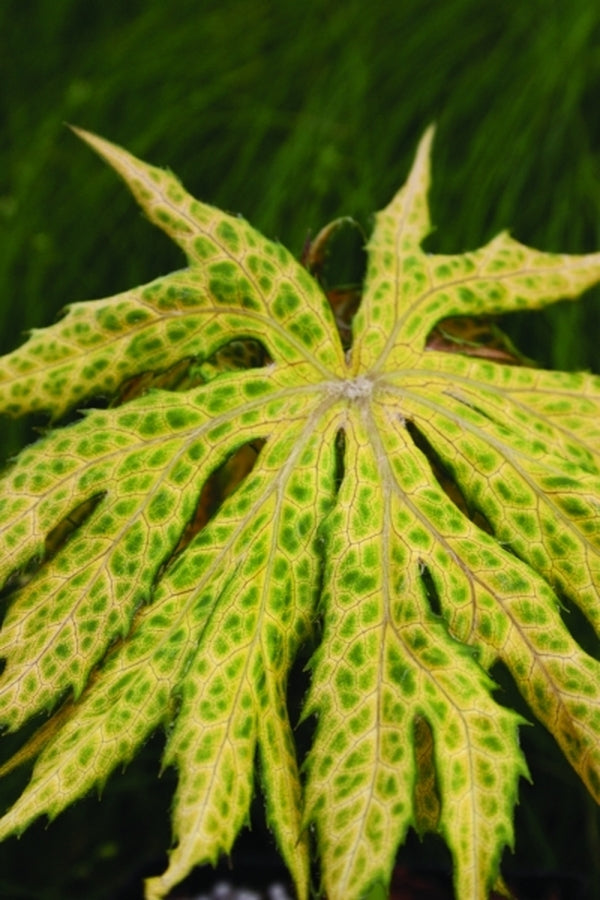 Image of Syneilesis palmata 'Kikko' taken at Juniper Level Botanic Gdn, NC by JLBG