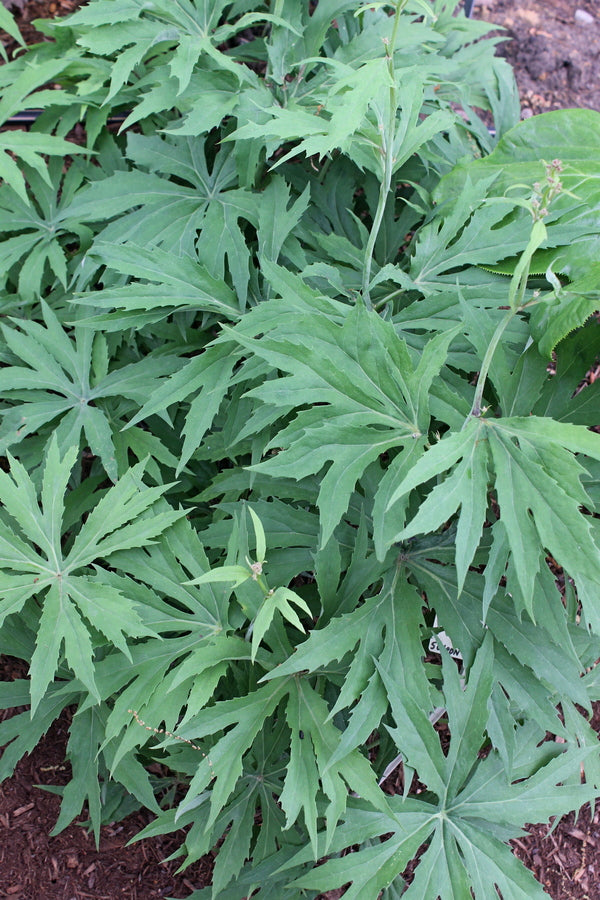 Image of Syneilesis palmata