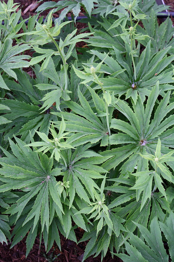 Image of Syneilesis palmata