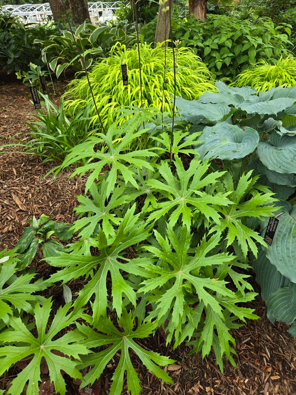 Image of Syneilesis subglabrata taken at Juniper Level Botanic Gdn, NC by JLBG