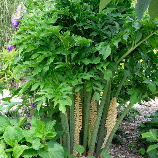Image of Taccarum caudatum 'Eruption' taken at Juniper Level Botanic Gdn, NC by JLBG