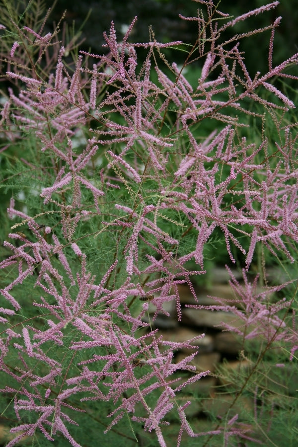 Tamarix ramosissima Pink Cascade