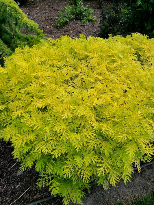 Image of Tanacetum vulgare 'Isla Gold' taken at Juniper Level Botanic Gdn, NC by JLBG