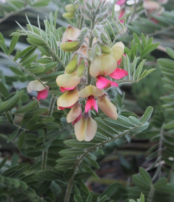 Image of Tephrosia virginiana taken at Juniper Level Botanic Gdn, NC by JLBG
