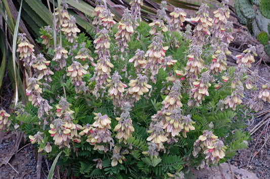 Image of Tephrosia virginiana taken at Juniper Level Botanic Gdn, NC by JLBG