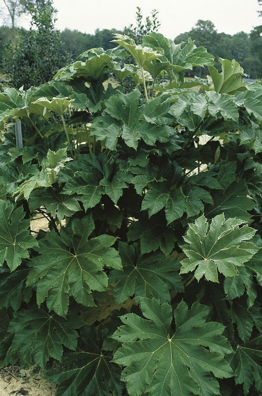 Image of Tetrapanax papyrifer taken at Juniper Level Botanic Gdn, NC by JLBG