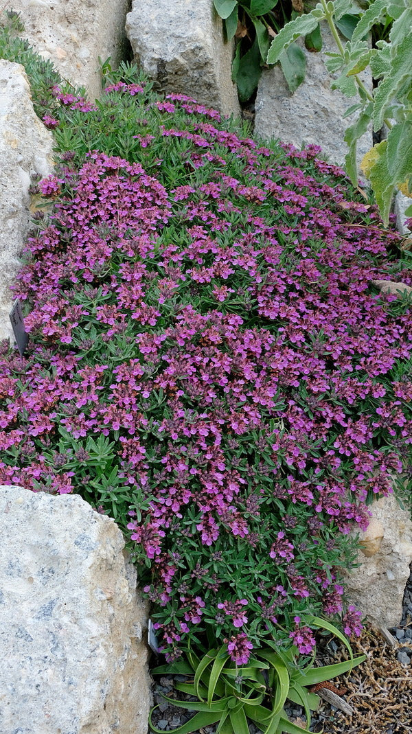 Image of Teucrium 'Eugen' taken at Juniper Level Botanic Gdn, NC by JLBG