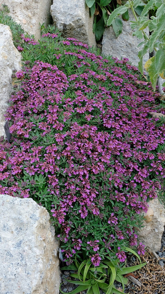 Image of Teucrium 'Eugen' taken at Juniper Level Botanic Gdn, NC by JLBG