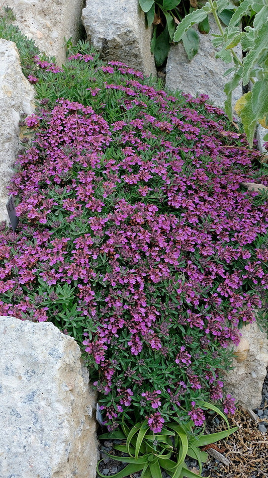 Image of Teucrium 'Eugen' taken at Juniper Level Botanic Gdn, NC by JLBG
