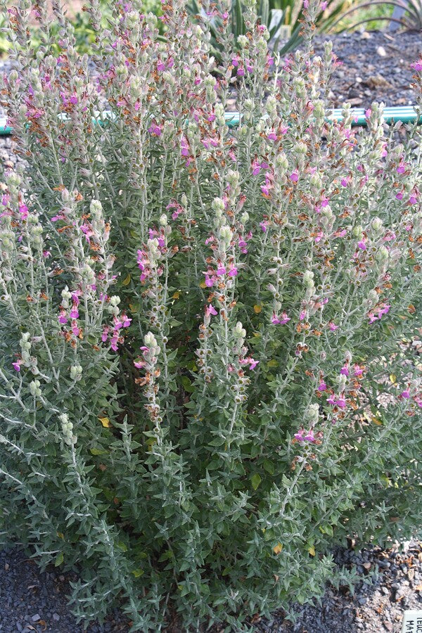 Image of Teucrium marum