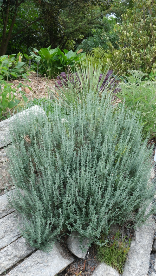 Image of Teucrium marum taken at Juniper Level Botanic Gdn, NC by JLBG