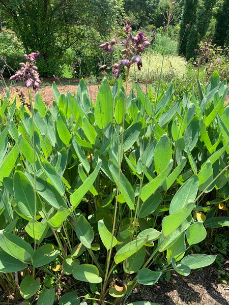 Image of Thalia dealbata taken at Juniper Level Botanic Garden, Raleigh NC by Lidia Churakova