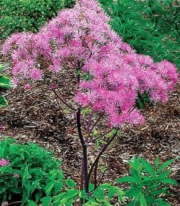 Image of Thalictrum 'Black Stockings' taken at Terra Nova Nurseries, OR by Terra Nova Nurseries
