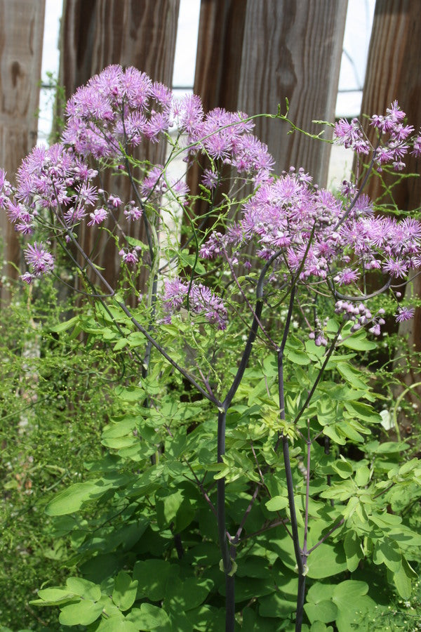 Image of Thalictrum 'Black Stockings'