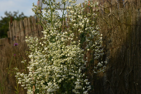 Image of Thalictrum 'Splendide White' by T. Delabroye