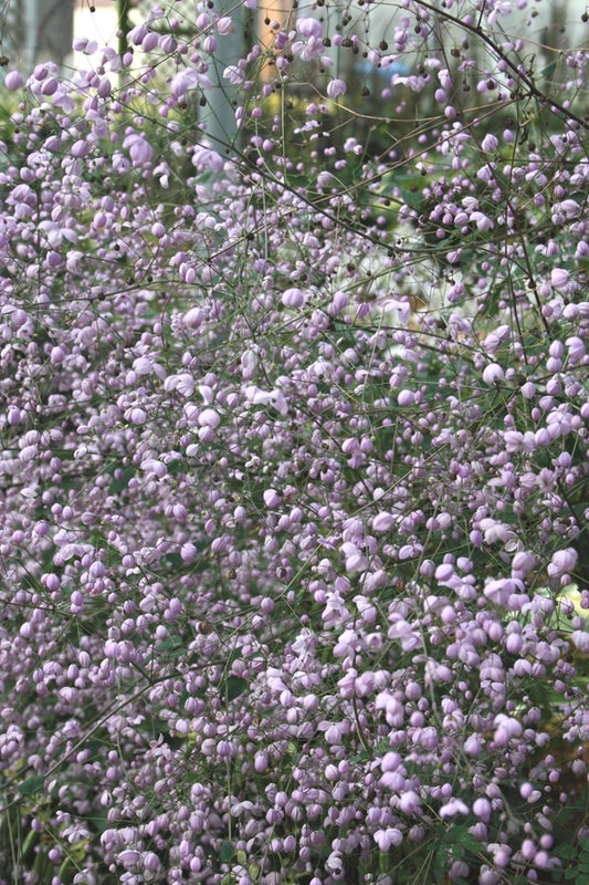 Image of Thalictrum 'Splendide' taken at Walters Gardens, MI