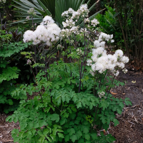 Image of Thalictrum aquilegiifolium 'Nimbus White'  taken at Juniper Level Botanic Gdn, NC by JLBG