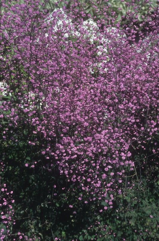 Image of Thalictrum delavayi 'Hewitt's Double' taken at Suncrest Nsy, CA