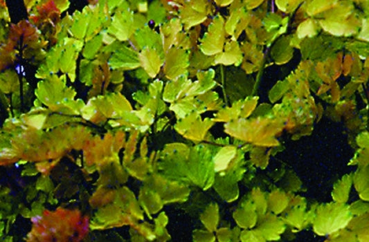 Image of Thalictrum flavum 'Illuminator' taken at B & B Labs, WA by B&B Labs