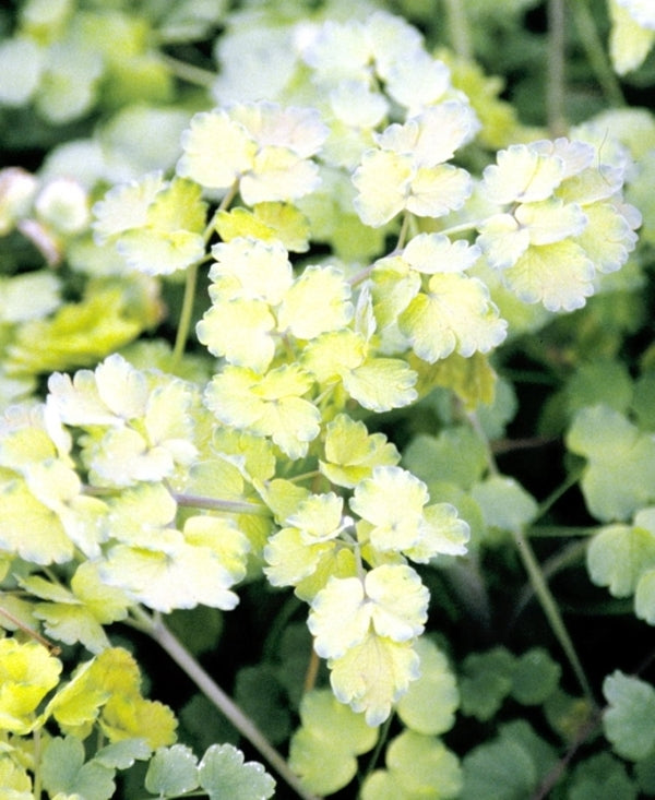 Image of Thalictrum flavum 'Illuminator' taken at Juniper Level Botanic Gdn, NC by JLBG