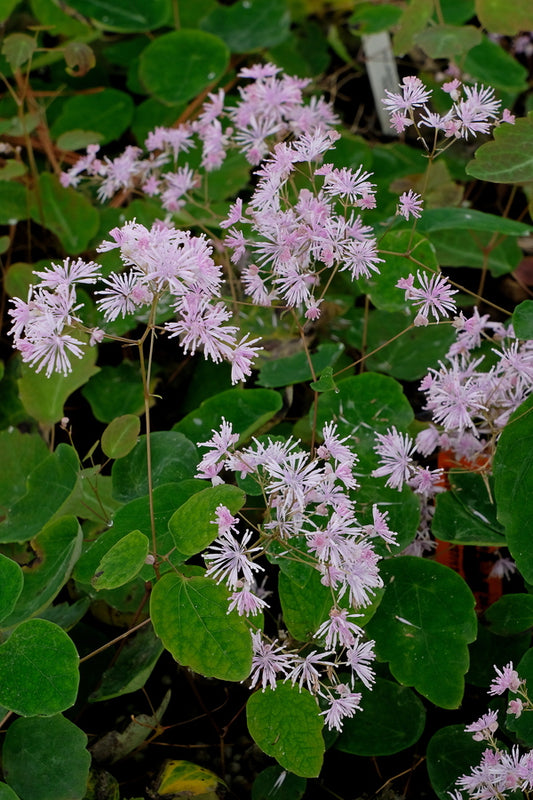 Image of Thalictrum ichangense 'Evening Star' taken at Juniper Level Botanic Gdn, NC by JLBG