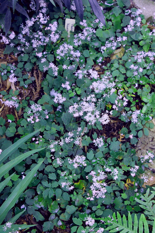 Image of Thalictrum kiusianum taken at Juniper Level Botanic Gdn, NC