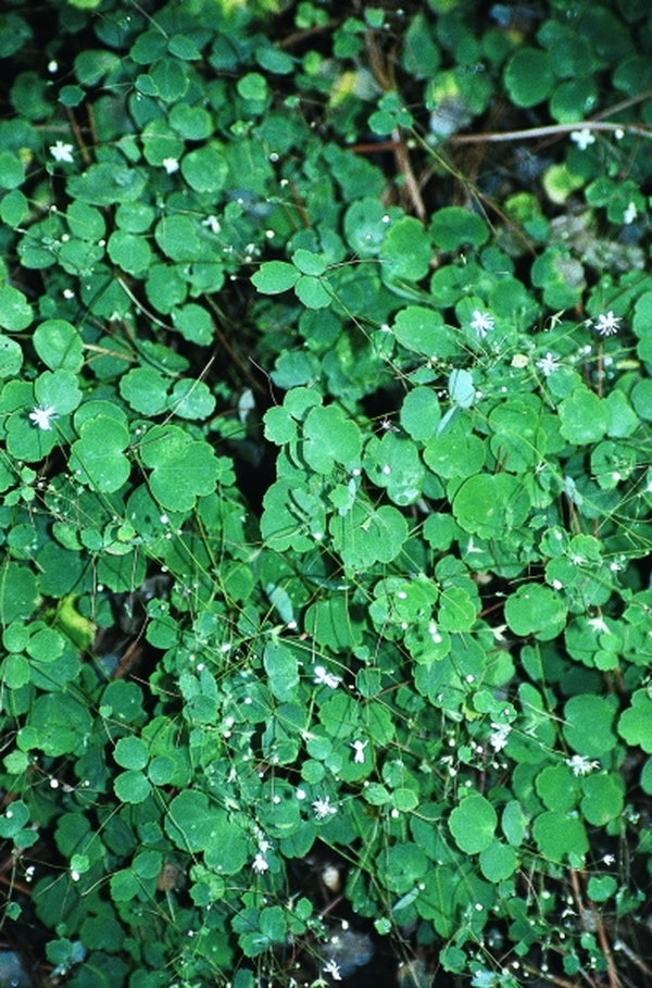 Image of Thalictrum virgatum taken at Juniper Level Botanic Gdn, NC by JLBG