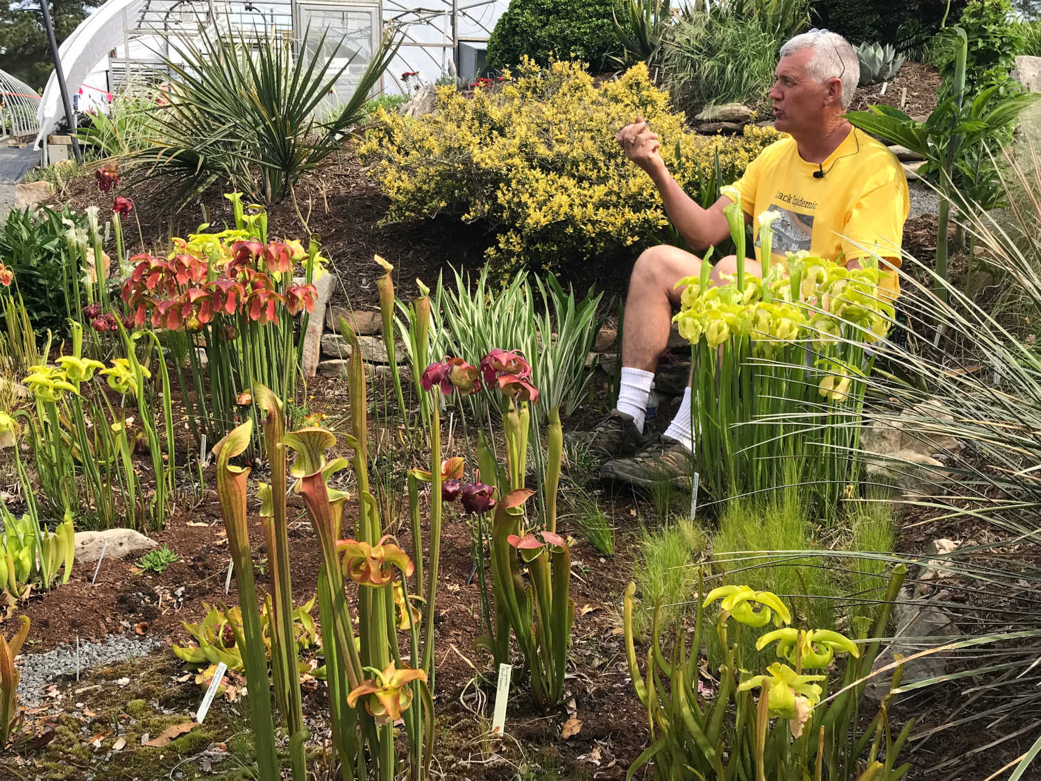 Tony Avent, right, seated in a bog garden surrounded by various Sarracenia in bloom