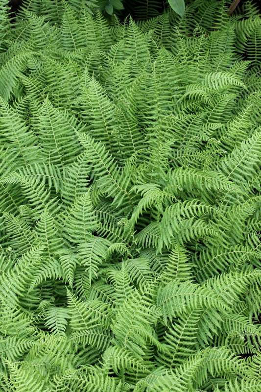 Image of Thelypteris beddomei 'Korean Traveler' taken at Juniper Level Botanic Gdn, NC by JLBG