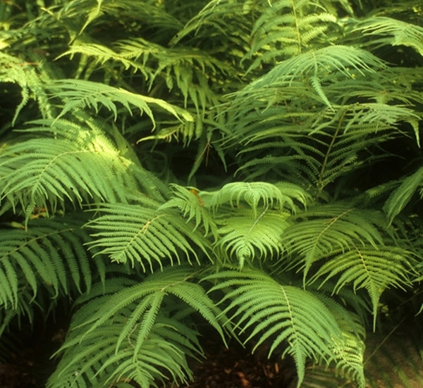 Image of Thelypteris kunthii taken at NC Botanical Gdn, NC