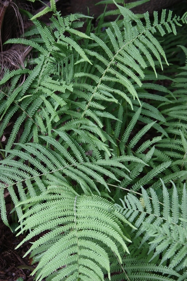 Image of Thelypteris kunthii taken at Juniper Level Botanic Gdn, NC by JLBG