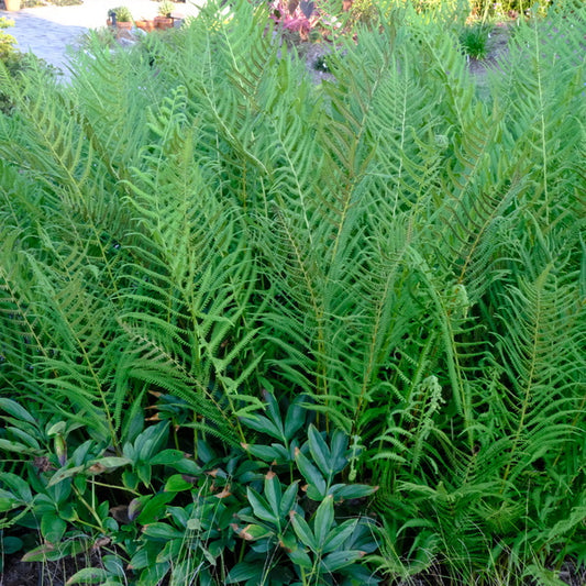 Image of Thelypteris kunthii taken at Juniper Level Botanic Gdn, NC by JLBG