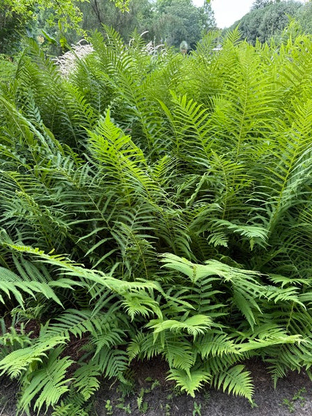 Image of Thelypteris kunthii taken at Juniper Level Botanic Garden, Raleigh NC by Lidia Churakova