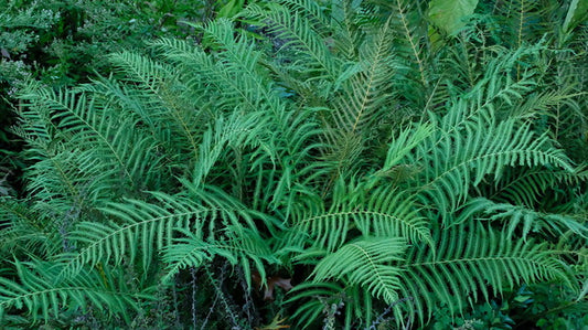 Image of Thelypteris normalis var. lindheimeri 'Weekend at Boerne' taken at Juniper Level Botanic Gdn, NC by JLBG