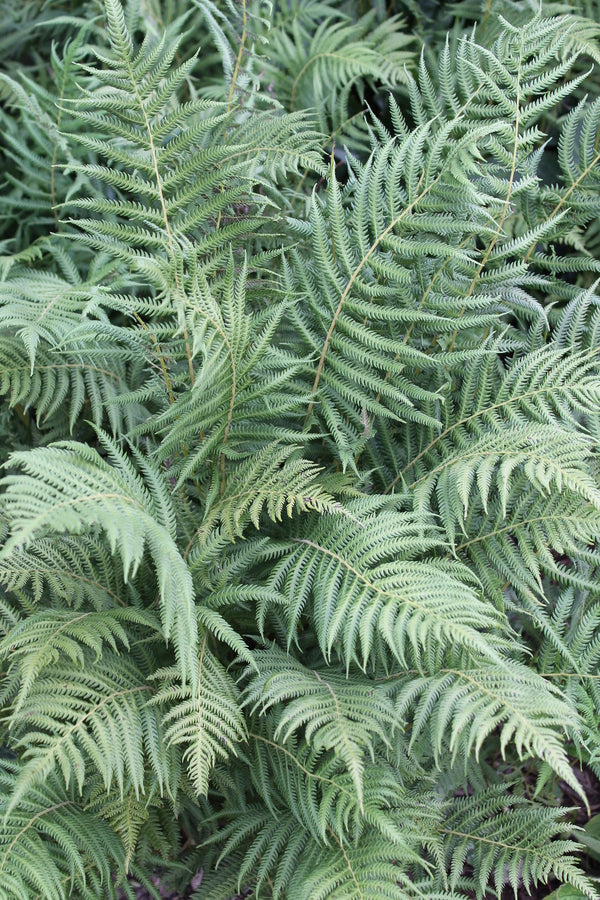 Image of Thelypteris ovata var. lindheimeri 'Austin City Limits' taken at Juniper Level Botanic Gdn, NC by JLBG