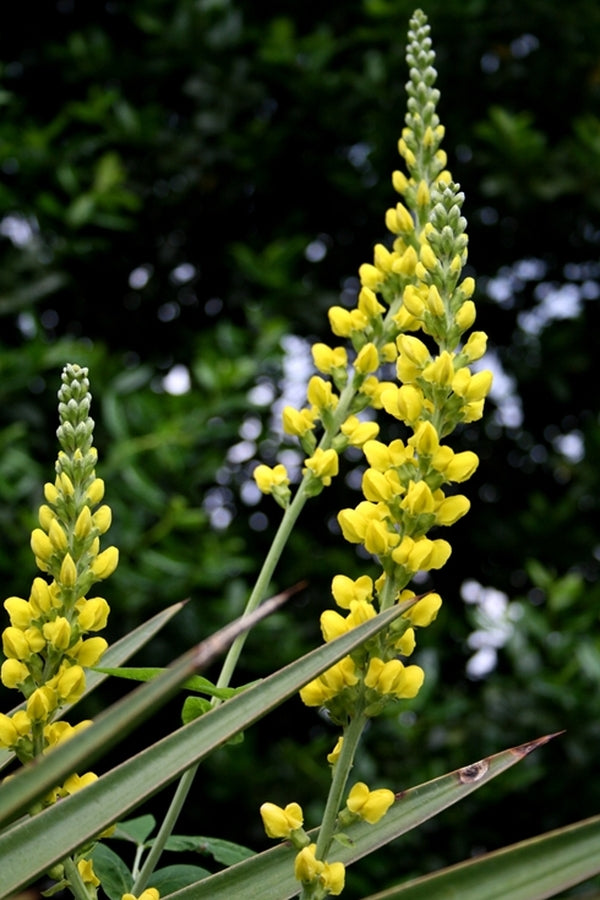 Image of Thermopsis villosa taken at Juniper Level Botanic Gdn, NC by JLBG
